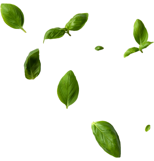 Inicio 10 BASIL v2